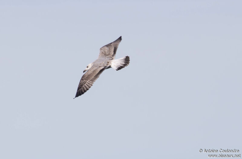 Goéland argentéimmature