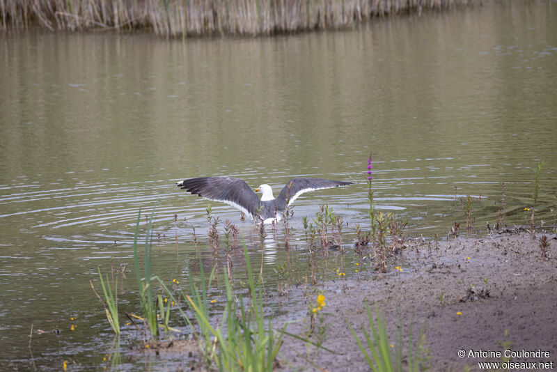 Lesser Black-backed Gulladult breeding