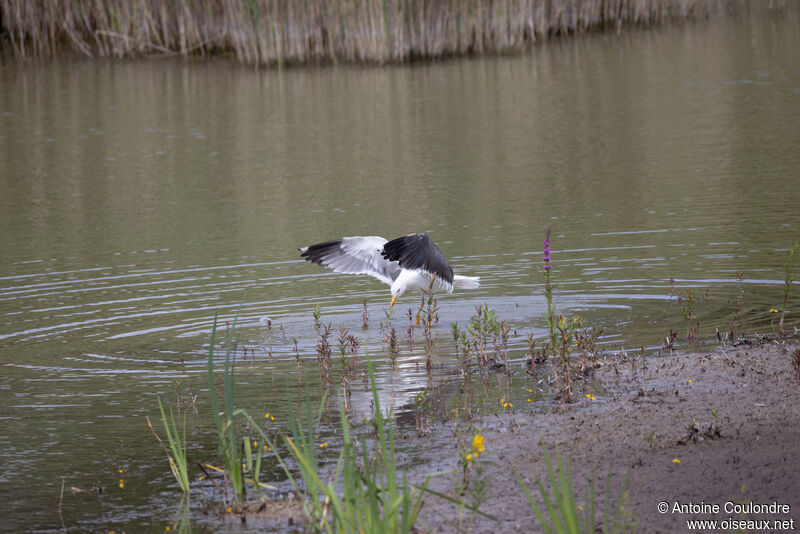 Lesser Black-backed Gulladult breeding