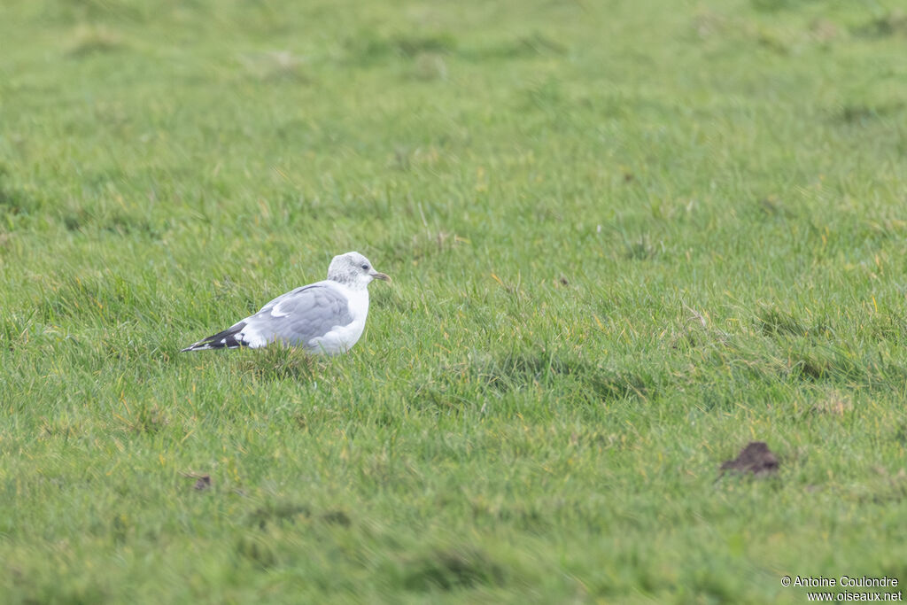 Goéland cendréadulte internuptial
