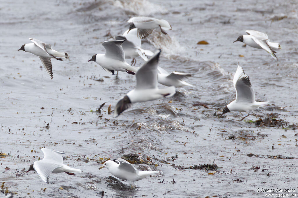 Common Gull