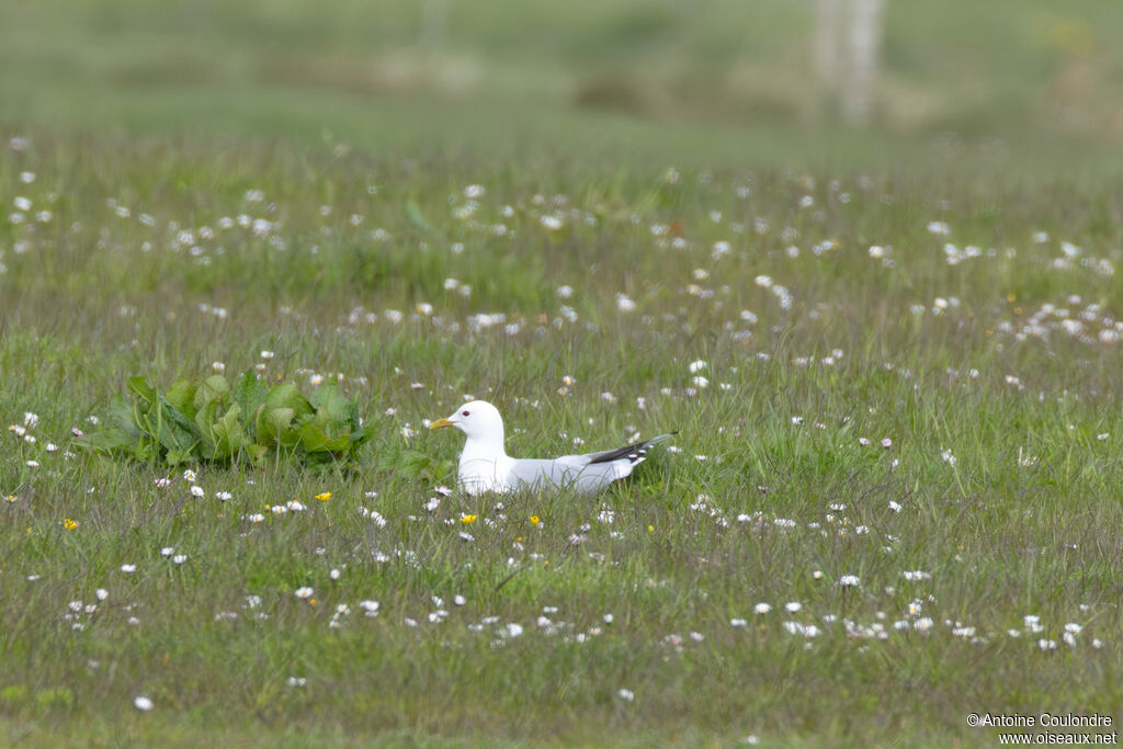 Common Gull