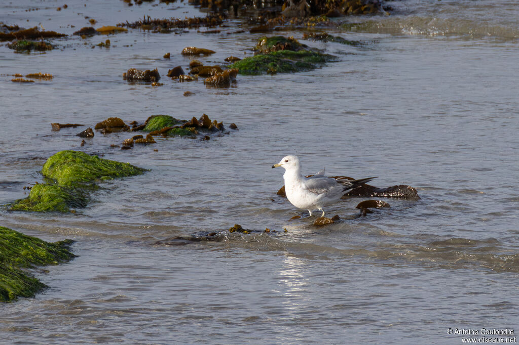 Common Gull