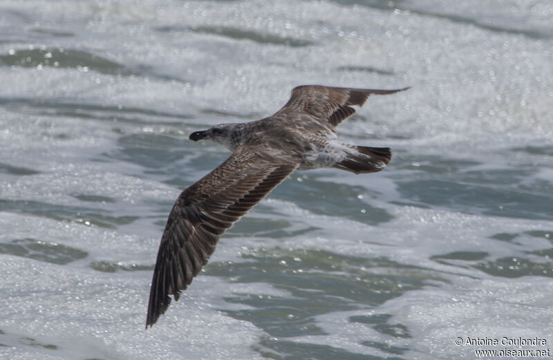 Kelp Gulljuvenile