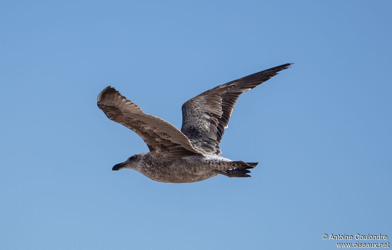 Kelp Gulljuvenile