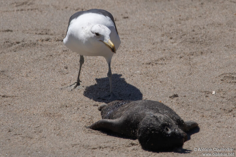 Goéland dominicainadulte, mange