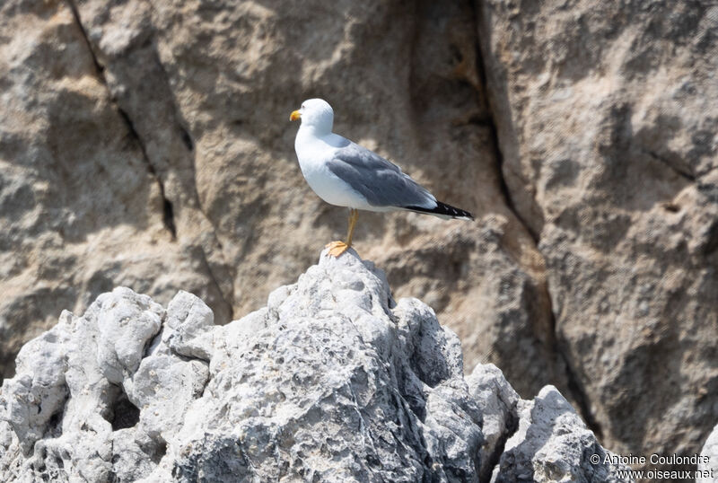 Yellow-legged Gulladult breeding