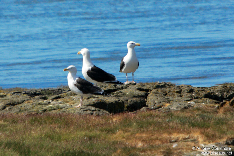 Goéland marinadulte nuptial