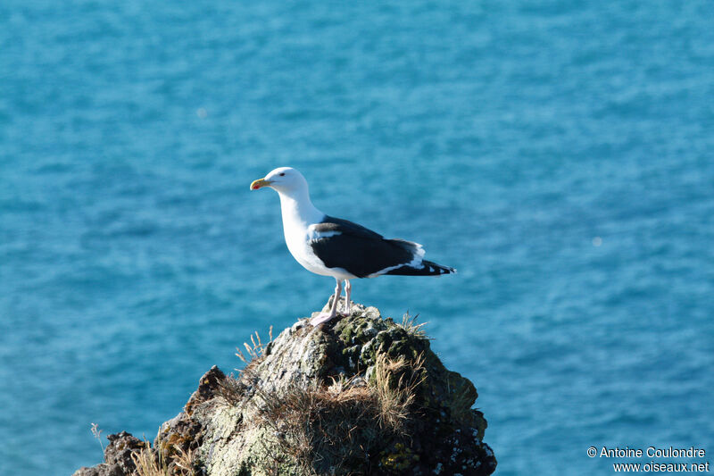 Great Black-backed Gulladult breeding