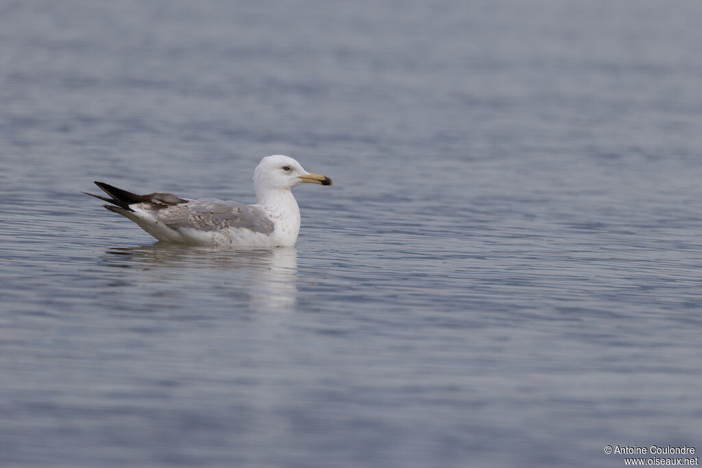 Goéland pontique2ème année