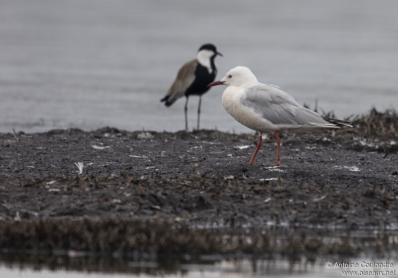 Slender-billed Gulladult breeding