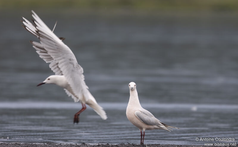 Slender-billed Gulladult breeding