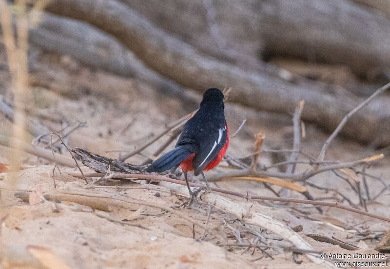 Black-headed Gonolekadult