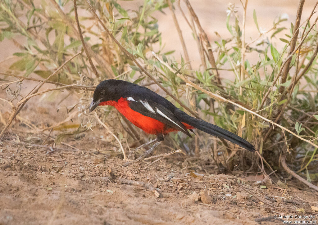 Gonolek rouge et noiradulte, pêche/chasse