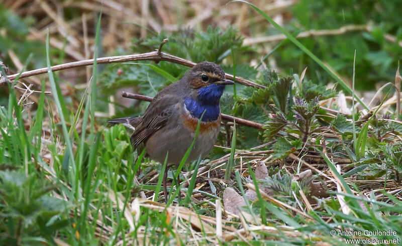 Gorgebleue à miroir mâle adulte nuptial