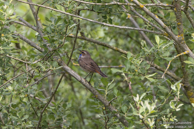 Bluethroat male adult breeding, song