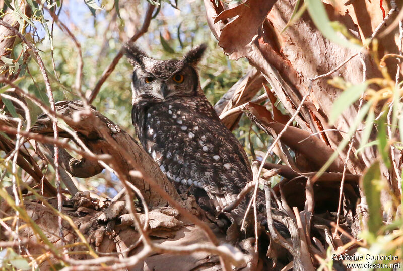 Spotted Eagle-Owladult