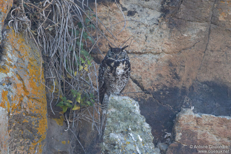 Cape Eagle-Owladult breeding