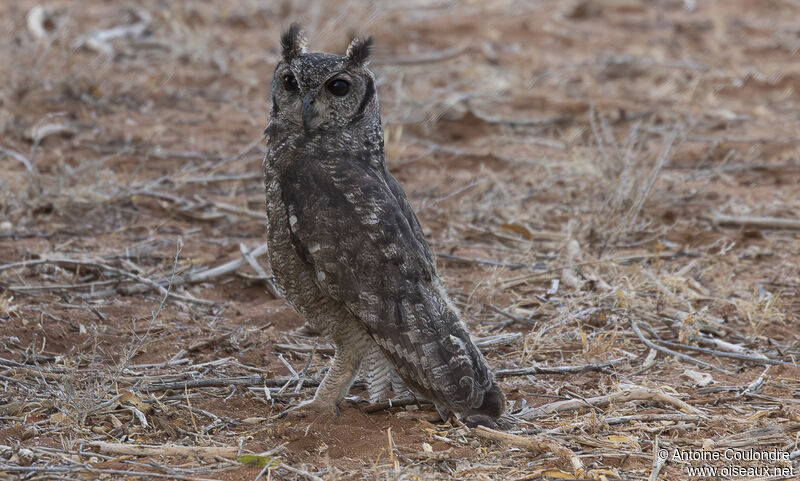 Greyish Eagle-Owladult