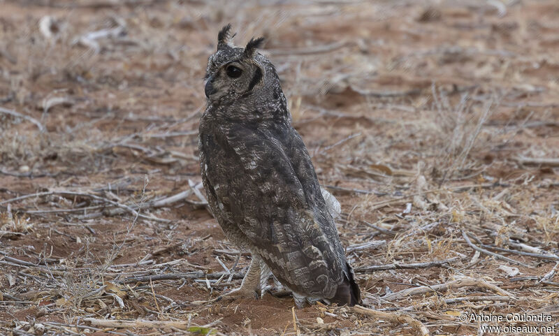 Greyish Eagle-Owladult