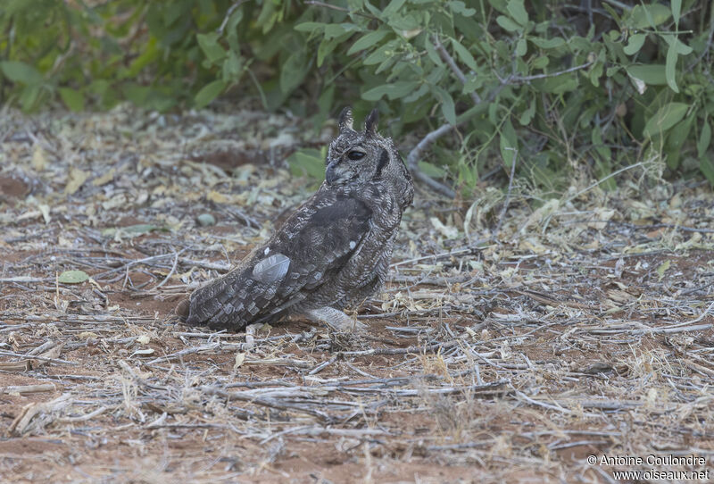 Greyish Eagle-Owladult