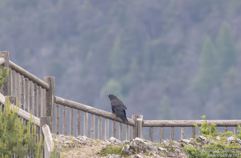 Northern Ravenadult, song