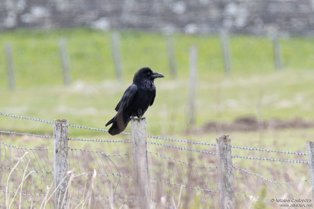 Grand Corbeau