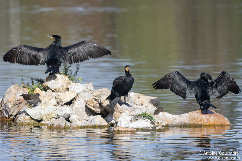 Great Cormorantadult post breeding