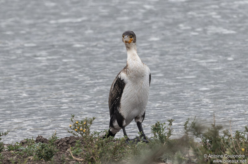 Grand Cormoranjuvénile