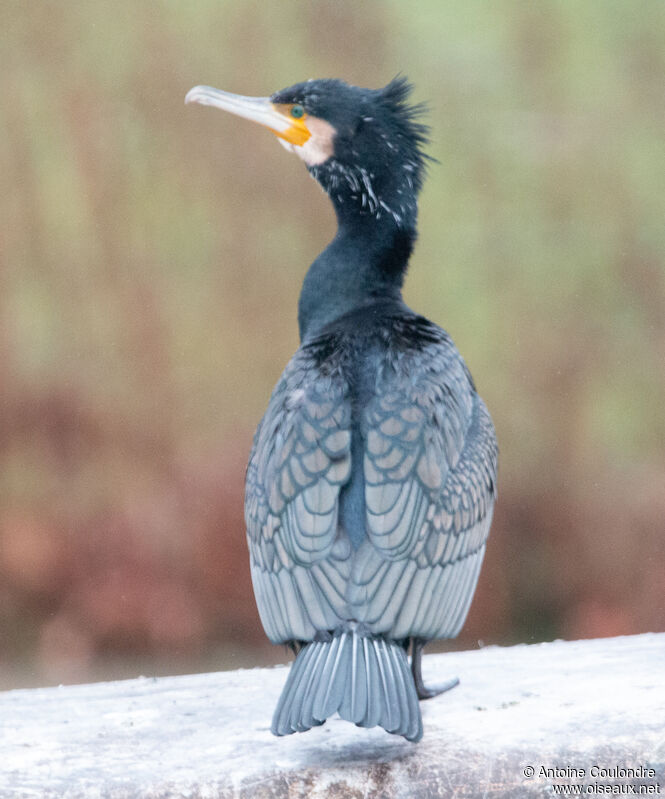 Great Cormorantadult transition