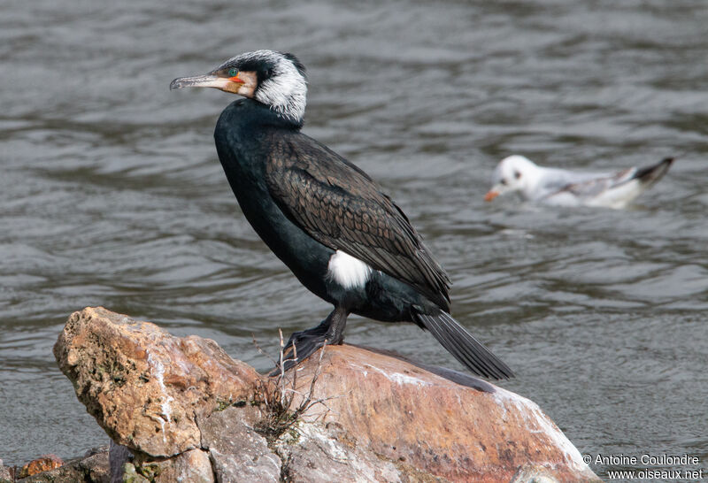 Grand Cormoranadulte nuptial