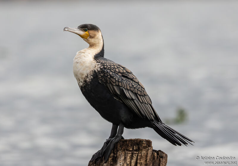 Great Cormorantimmature