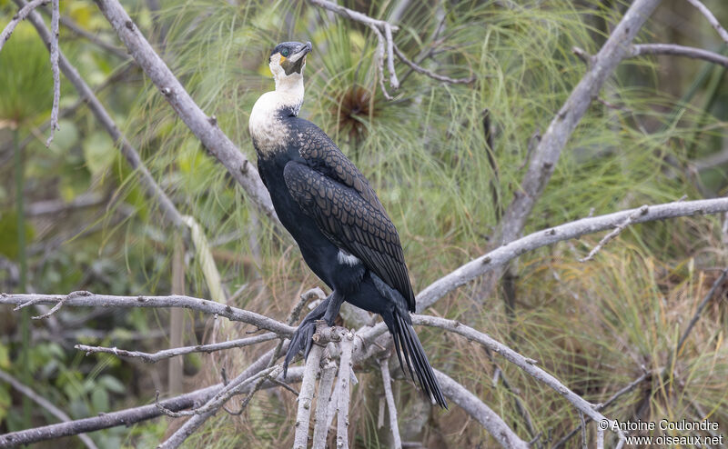 Grand Cormoranimmature