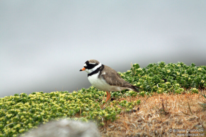 Common Ringed Ploveradult breeding