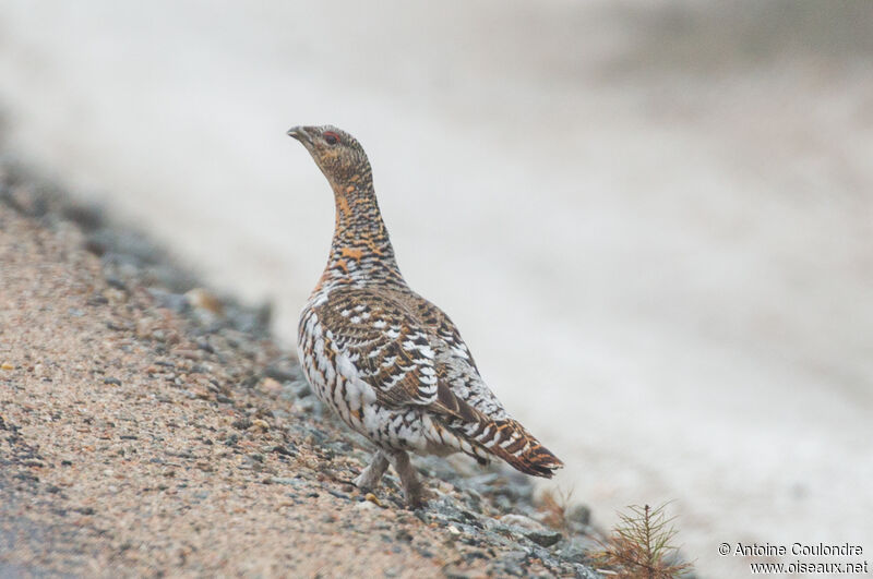 Western Capercaillie female adult