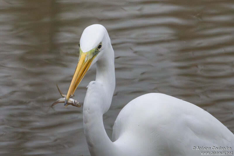 Great Egretadult, fishing/hunting