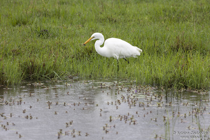 Grande Aigretteadulte, pêche/chasse, mange