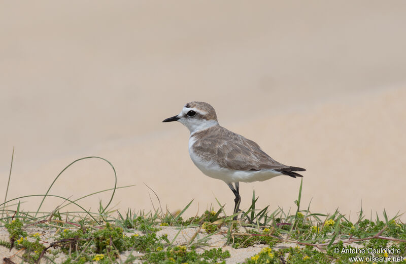 Kentish Ploveradult breeding