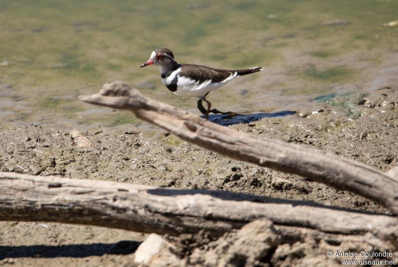 Three-banded Ploveradult