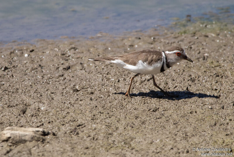 Three-banded Ploveradult, walking