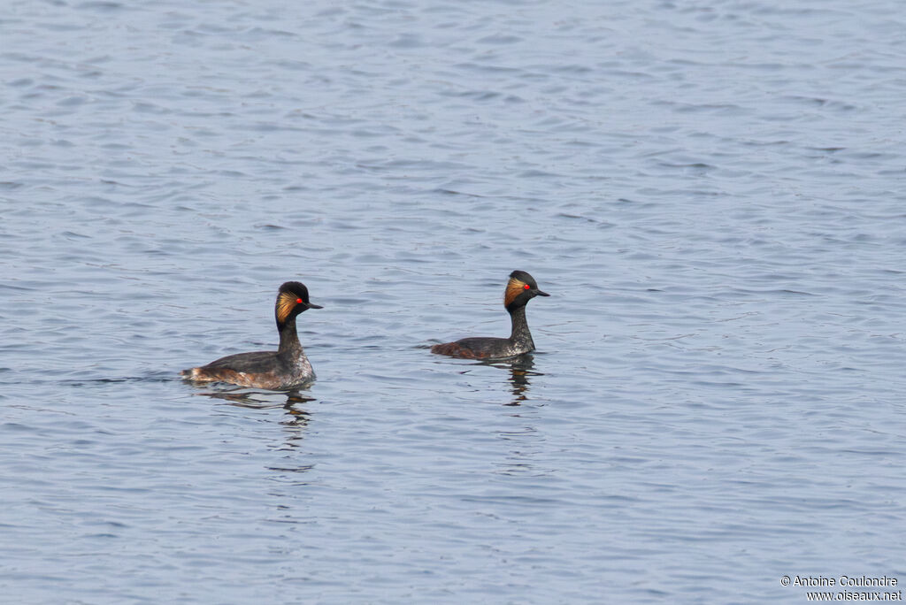 Grèbe à cou noiradulte nuptial, parade