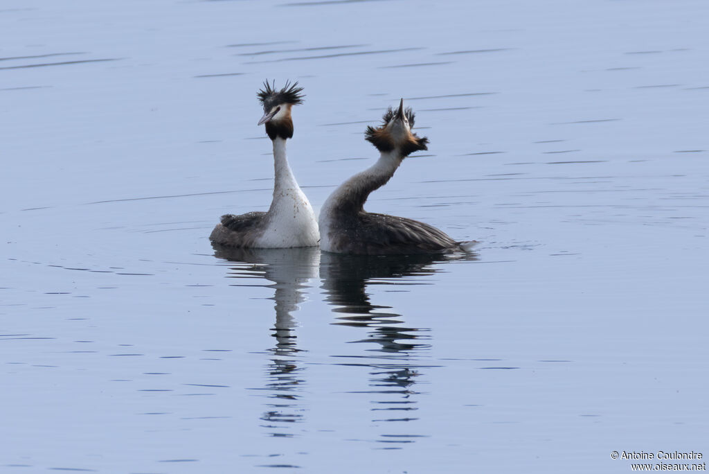 Grèbe huppéadulte nuptial, parade