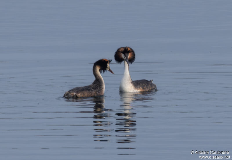 Great Crested Grebeadult breeding, courting display