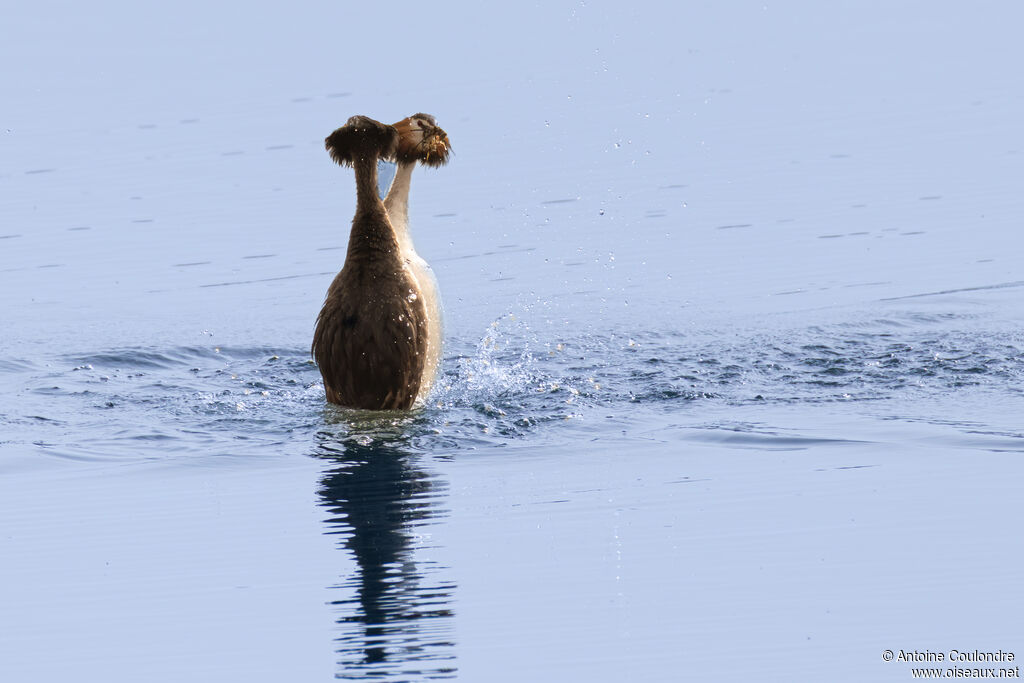 Grèbe huppéadulte nuptial, parade