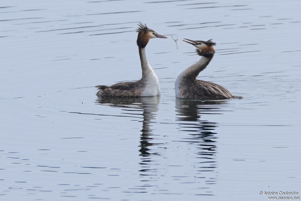 Grèbe huppéadulte nuptial, parade
