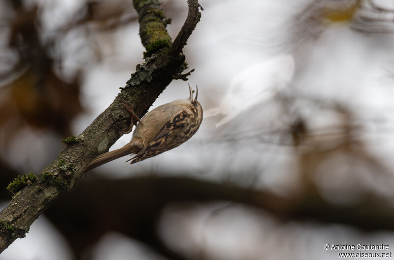 Short-toed Treecreeperadult post breeding, eats