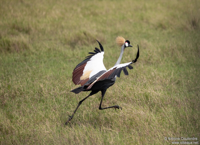 Grey Crowned Craneadult, Flight