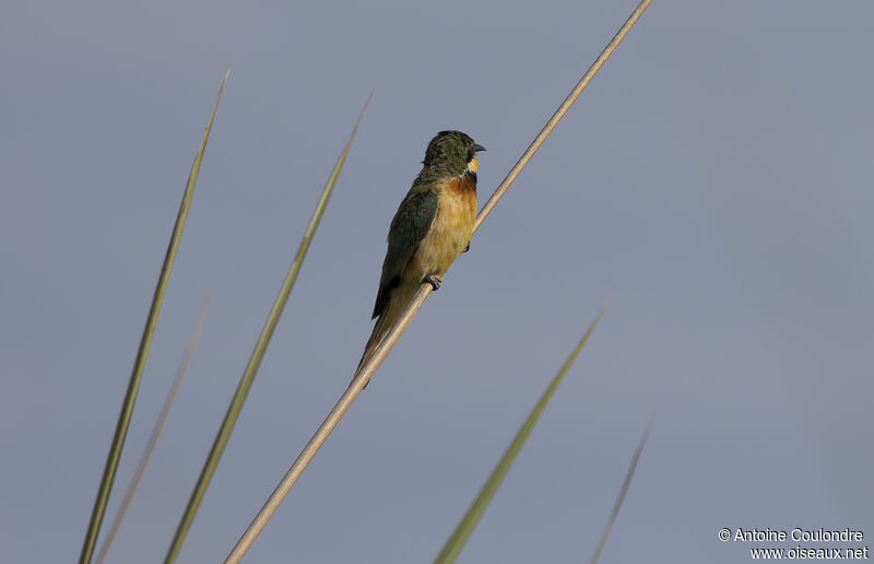 Blue-breasted Bee-eateradult