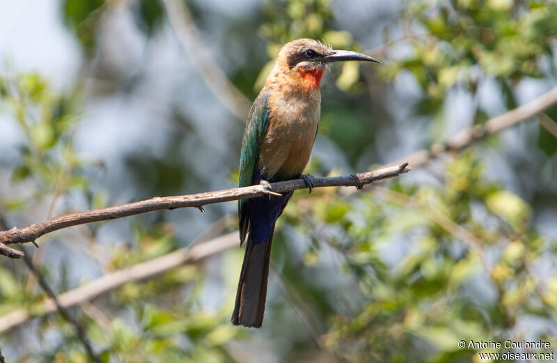 White-fronted Bee-eateradult