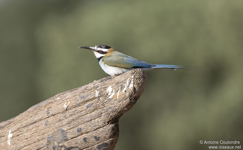 White-throated Bee-eateradult, fishing/hunting